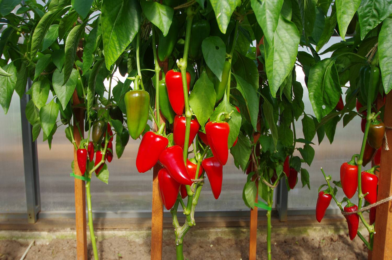 перец сладкий Фьюджи